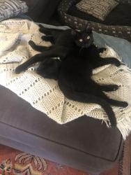 Reunited Male Cat last seen Hollywood Drive, Surfside Beach, SC 29575