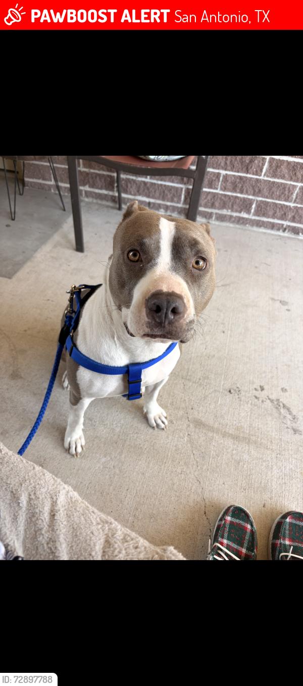 Lost Female Dog last seen Pheasant ridge, San Antonio, TX 78247