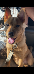 Lost Male Dog last seen miguel’s , Herkimer County, NY 13502