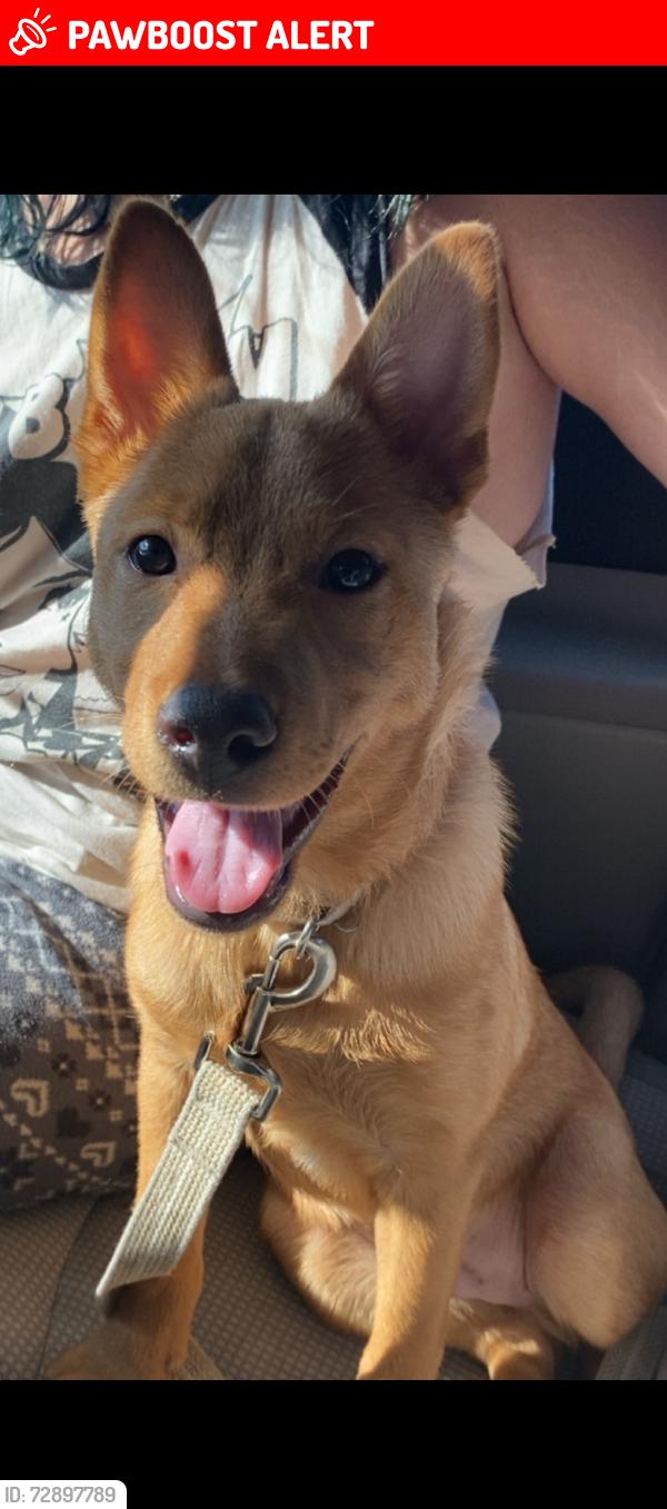 Lost Male Dog last seen miguel’s , Herkimer County, NY 13502