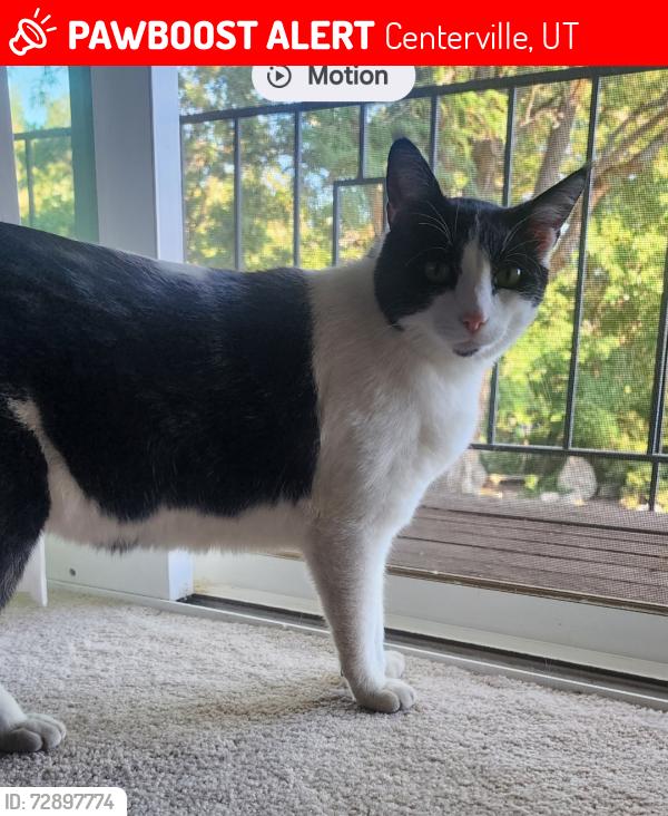 Lost Male Cat last seen Near S and Canyon Way, Centerville, UT 84014