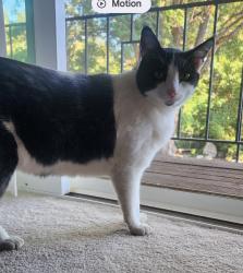 Lost Male Cat last seen Near S and Canyon Way, Centerville, UT 84014