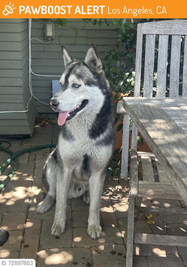Found/Stray Male Dog last seen W 23rd st & 10th ave, Los Angeles, CA 90018