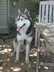 Found/Stray Male Dog last seen W 23rd st & 10th ave, Los Angeles, CA 90018
