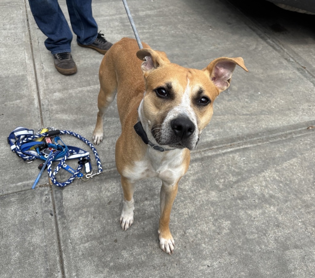 Shelter Stray Male Dog last seen Near Darrow Place, BRONX, NY, 10475, New York, NY 10029