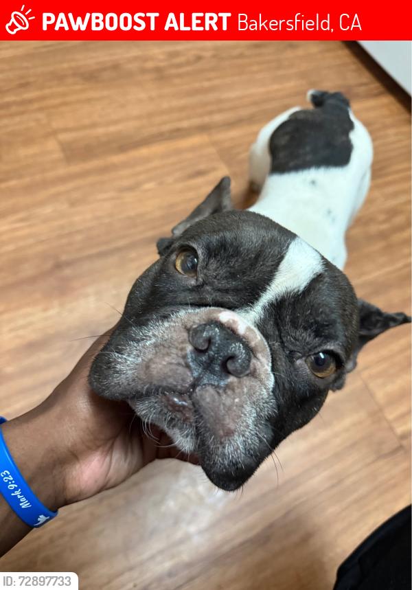 Lost Male Dog last seen 21st st and Q st bakersfield, Bakersfield, CA 93301