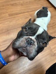 Lost Male Dog last seen 21st st and Q st bakersfield, Bakersfield, CA 93301