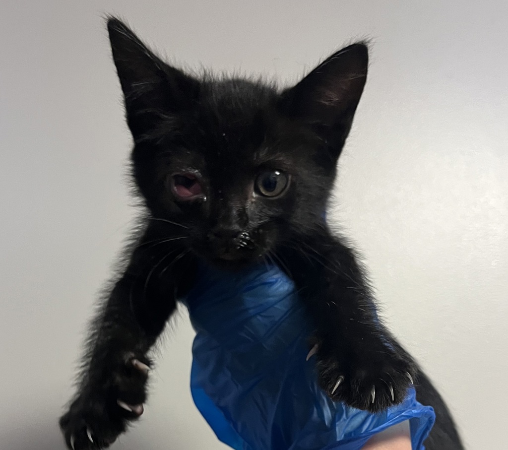 Shelter Stray Female Cat last seen Near Gilmore Drive, SAN LEANDRO, CA, 94577, Oakland, CA 94621