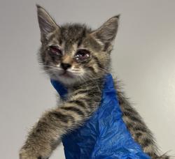 Shelter Stray Female Cat last seen Near Gilmore Drive, SAN LEANDRO, CA, 94577, Oakland, CA 94621