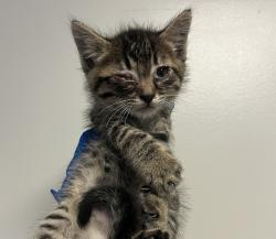 Shelter Stray Male Cat last seen Near Gilmore Drive, SAN LEANDRO, CA, 94577, Oakland, CA 94621