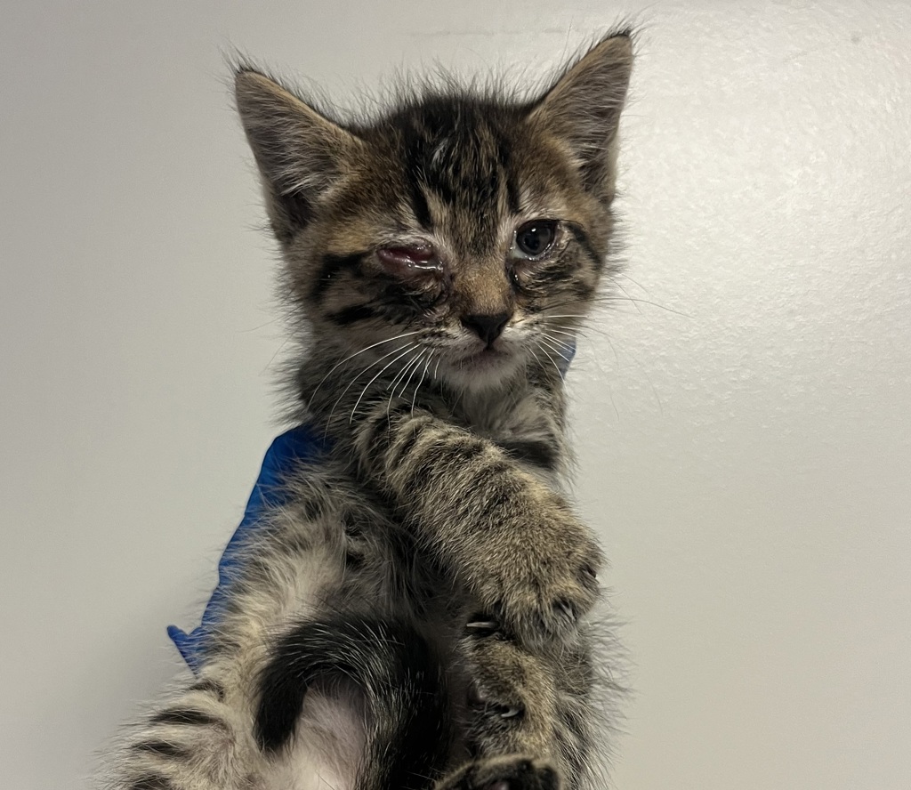 Shelter Stray Male Cat last seen Near Gilmore Drive, SAN LEANDRO, CA, 94577, Oakland, CA 94621