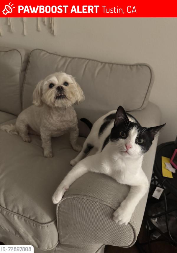 Lost Male Cat last seen 17th St & Prospect , Tustin, CA 92780