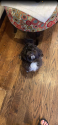 Lost Female Dog last seen Port reading Park, Woodbridge Township, NJ 07064