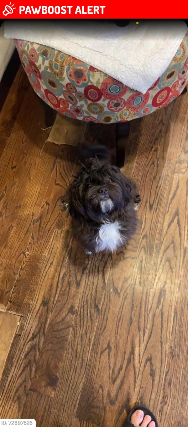 Lost Female Dog last seen Port reading Park, Woodbridge Township, NJ 07064