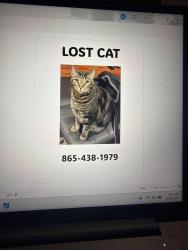 Reunited Male Cat last seen N Bellemeade Ave , Knoxville, TN 37919