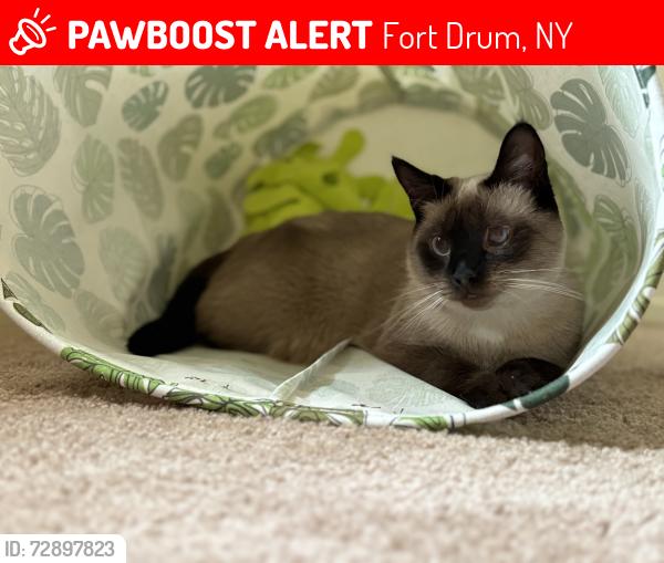 Lost Female Cat last seen Pinkney Drive, Fort Drum, NY 13603