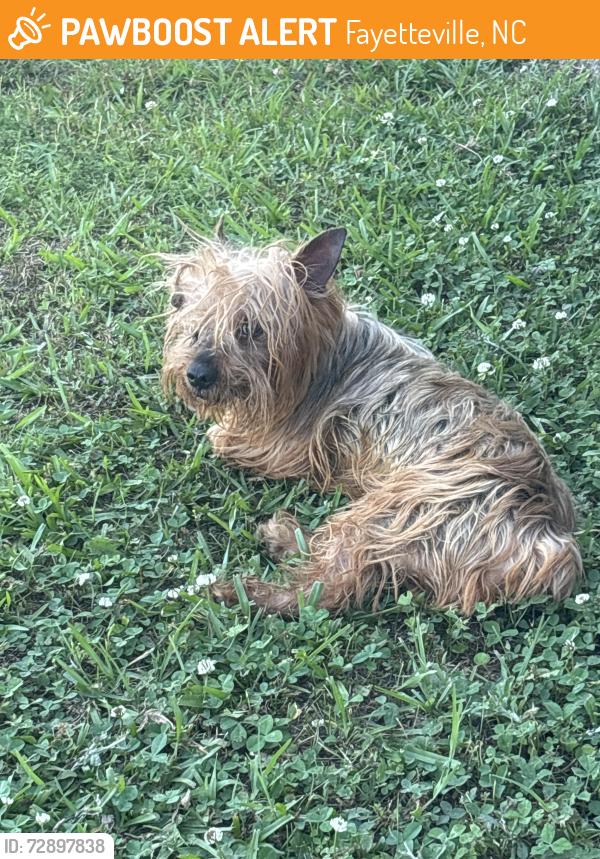 Found/Stray Male Dog last seen Kinlaws, Fayetteville, NC 28312