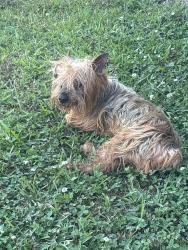 Found/Stray Male Dog last seen Kinlaws, Fayetteville, NC 28312