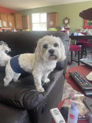 Found/Stray Male Dog last seen El Evado and Tawny Ridge, Victorville, CA 92394