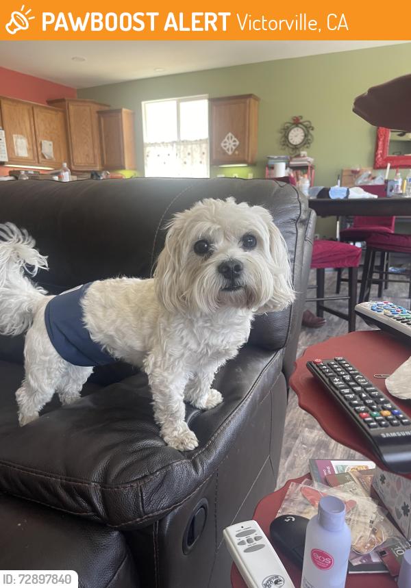 Found/Stray Male Dog last seen El Evado and Tawny Ridge, Victorville, CA 92394