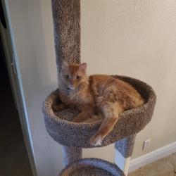 Reunited Male Cat last seen 145th ave. & Sw 16th St, Davie, FL 33325