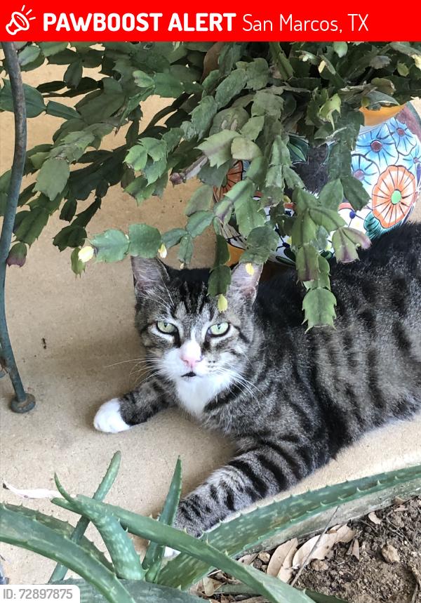 Lost Male Cat last seen Hunter Roaf, San Marcos, TX 78666