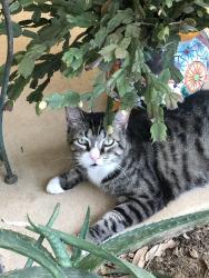 Lost Male Cat last seen Hunter Roaf, San Marcos, TX 78666
