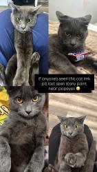 Lost Female Cat last seen where cvs use to be, Santa Rosa, CA 95407