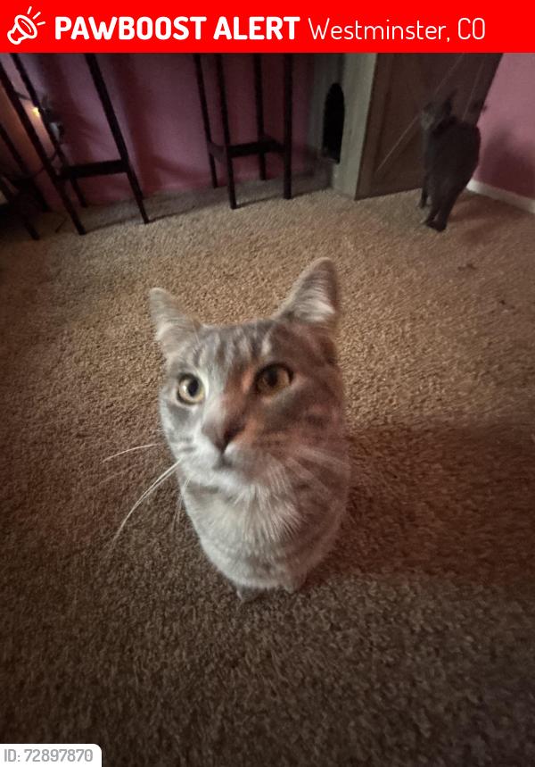 Lost Male Cat last seen by 8134 W 90th Ave, Westminster, CO 80021