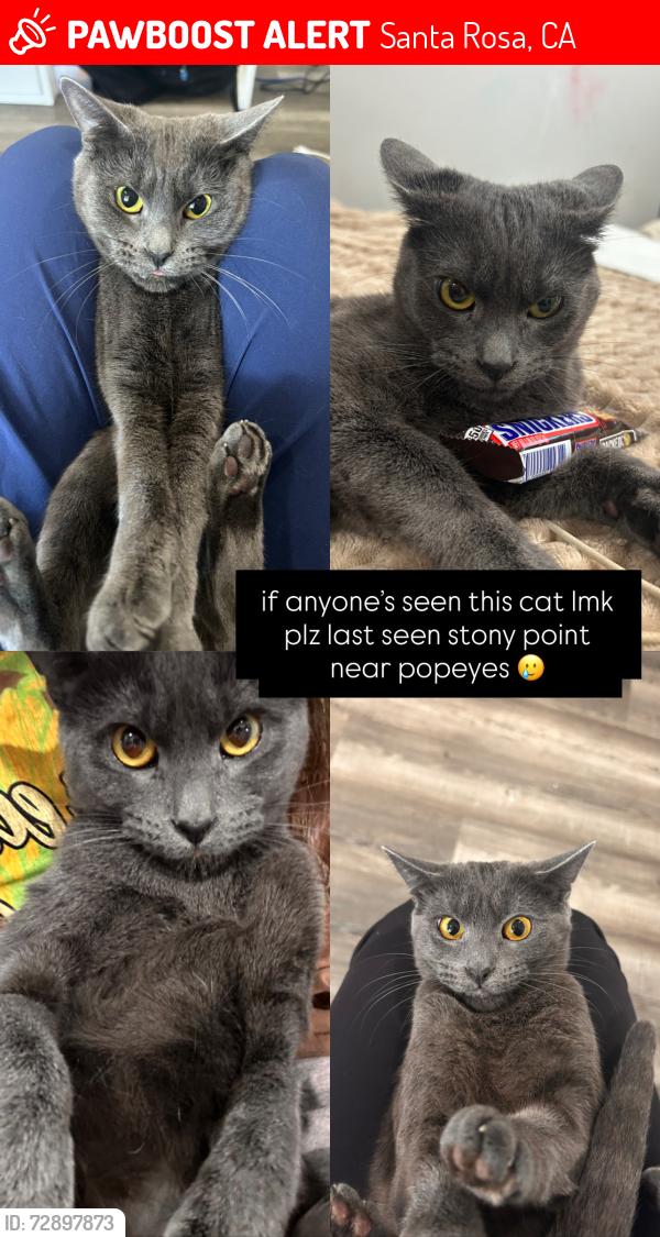 Lost Female Cat last seen where cvs use to be, Santa Rosa, CA 95407