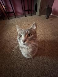 Lost Male Cat last seen by 8134 W 90th Ave, Westminster, CO 80021