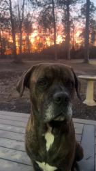 Lost Male Dog last seen Boat dock/ Waterhouse Cove, Cedar Bluff, AL 35959
