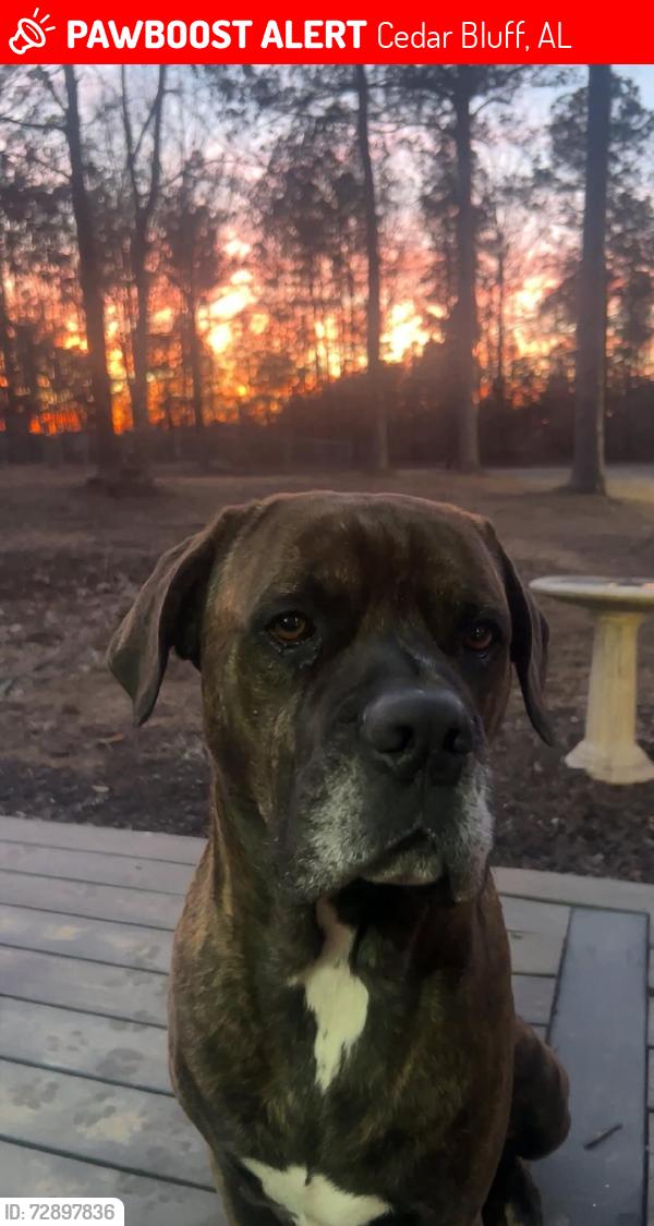 Lost Male Dog last seen Boat dock/ Waterhouse Cove, Cedar Bluff, AL 35959