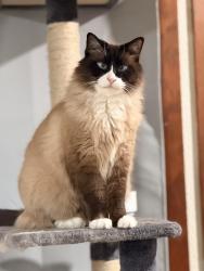 Lost Male Cat last seen Olsen and 80th, Portland, OR 97223
