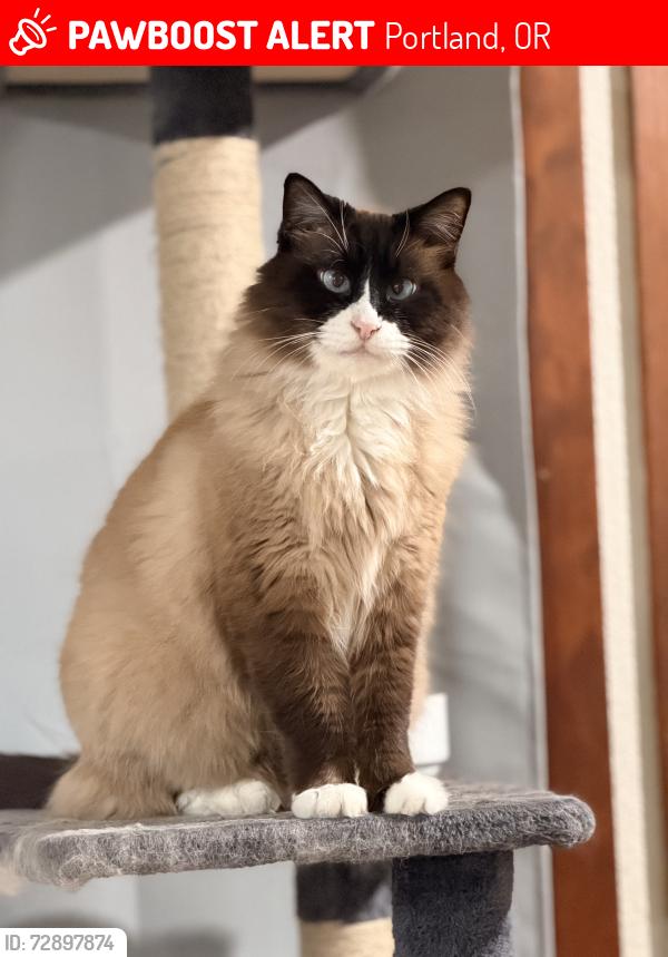 Lost Male Cat last seen Olsen and 80th, Portland, OR 97223