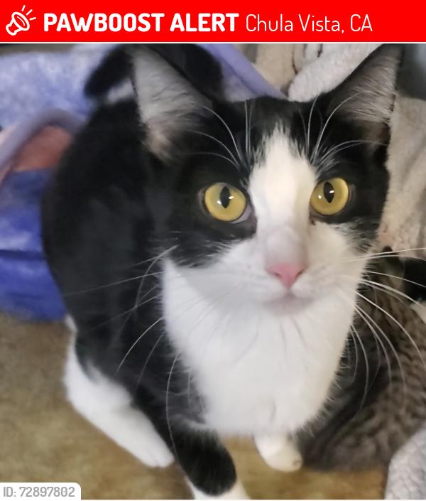 Lost Female Cat last seen Melrose place s, Chula Vista, CA 91911