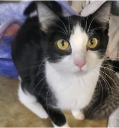 Lost Female Cat last seen Melrose place s, Chula Vista, CA 91911