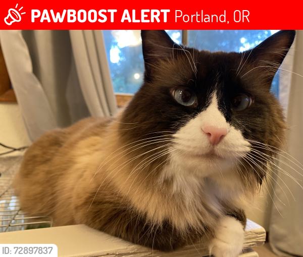 Lost Male Cat last seen Sw Leslie st & sw Florence ln, Portland, OR 97223