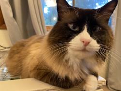 Lost Male Cat last seen Sw Leslie st & sw Florence ln, Portland, OR 97223