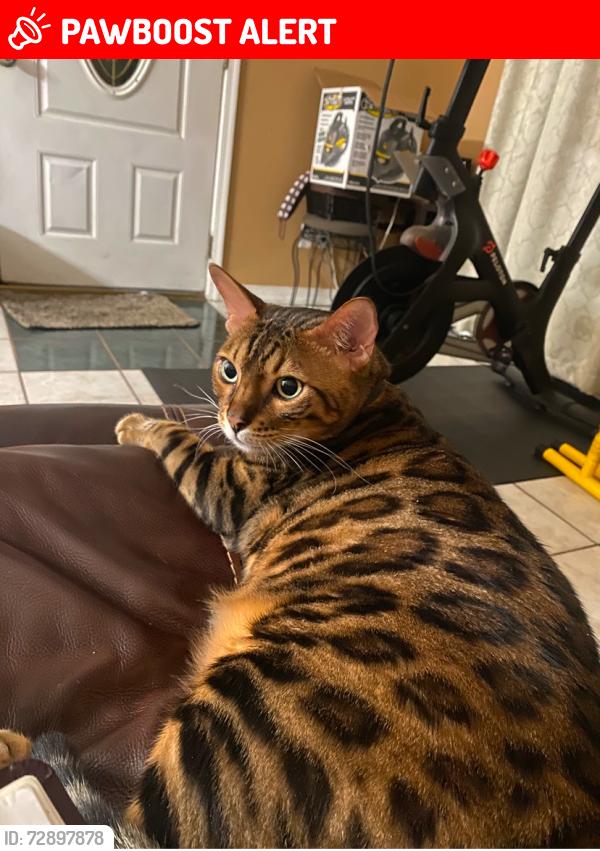 Lost Male Cat last seen Montgomery road, but most likely within the neighborhoods surrounding the area, Altamonte Springs, FL 32714
