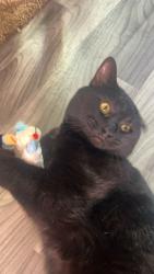 Lost Male Cat last seen Deerfield and Johns Road, Anchorage, AK 99515