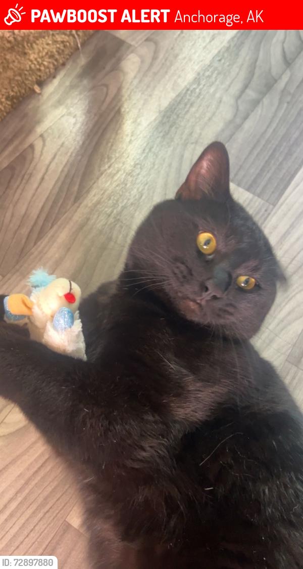 Lost Male Cat last seen Deerfield and Johns Road, Anchorage, AK 99515