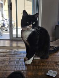 Lost Male Cat last seen S poplar cir & s poplar dr, Englewood, CO 80112