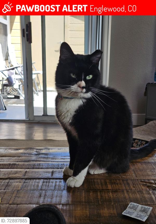Lost Male Cat last seen S poplar cir & s poplar dr, Englewood, CO 80112