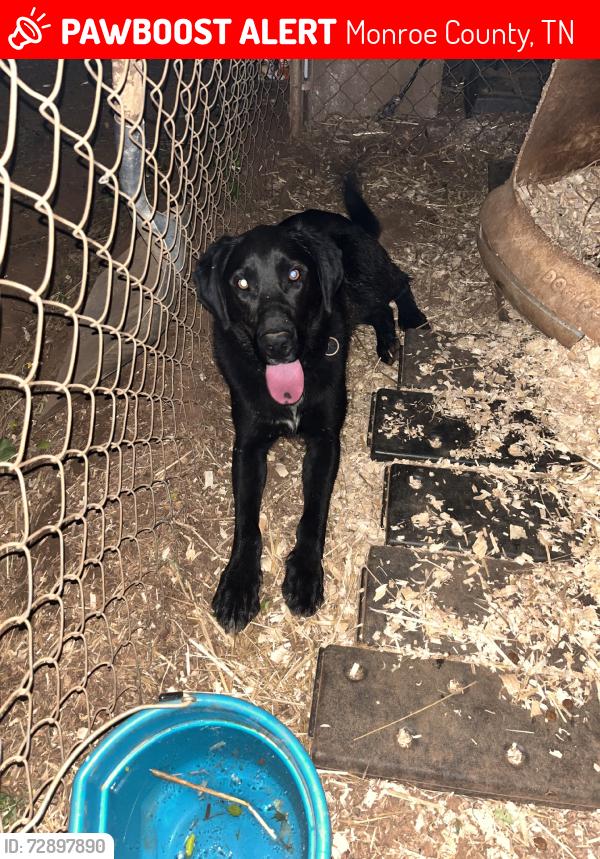 Lost Male Dog last seen Thompson farm rd, Monroe County, TN 37874