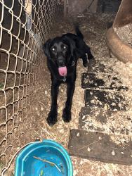 Lost Male Dog last seen Thompson farm rd, Monroe County, TN 37874