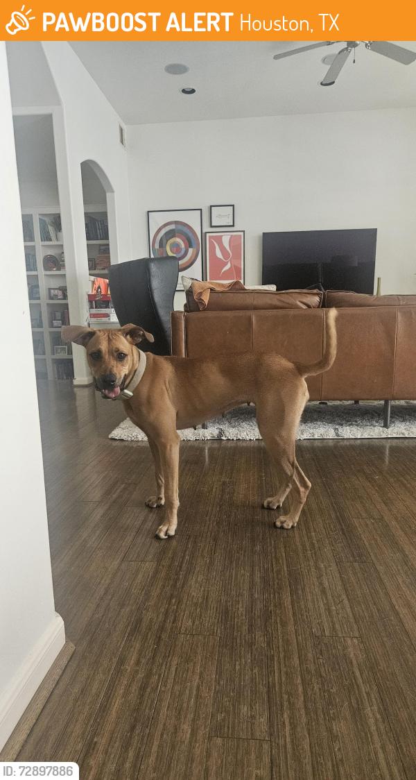 Found/Stray Female Dog last seen Johnny Steele dog park along the Buffalo Bayou near Montrose and Allen Parkway, Houston, TX 77019