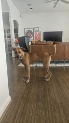 Found/Stray Female Dog last seen Johnny Steele dog park along the Buffalo Bayou near Montrose and Allen Parkway, Houston, TX 77019