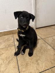 Lost Male Dog last seen Little Havana , Miami, FL 33128