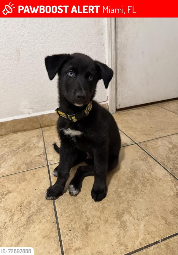 Lost Male Dog last seen Little Havana , Miami, FL 33128